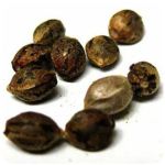 Семена марихуаны АК-47  (Seeds AK-47) в Темрюке